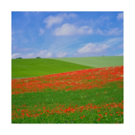 Cora Niele 'Poppy Field' Canvas Art,18x18